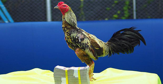 Rekor Baru!! Ayam Pama Termahal Seharga 450 Juta Rupiah